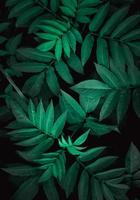 green plant leaves in the nature in springtime photo