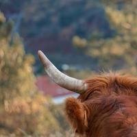 cuerno de vaca, animal en el prado foto