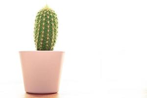 cactus thorny succulent plant home plant evergreen indoor flower in a flower pot on the table copy space photo