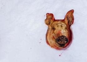 cut off pig's head lying on the snow photo