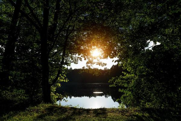 landscape of a forest lake through the crowns of trees