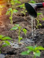 peppers in the greenhouse, watering from a watering can photo