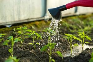 peppers in the greenhouse, watering from a watering can photo