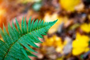 Green fern leaf on a background of yellow leaves photo