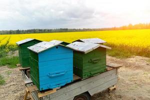 apicultura ecológica. colmenas móviles en medio de un campo de colza foto