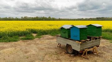 mobile hives in the middle of a rapeseed field photo
