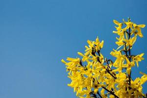 the blooming of the forsythia against the blue sky