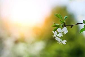 Flowering branch of Apple tree on sunset background