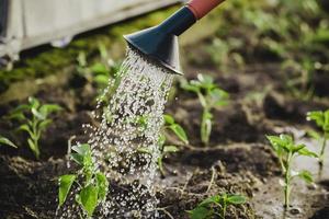 peppers in the greenhouse, watering from a watering can photo