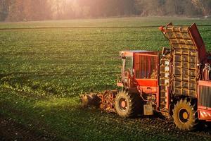 Agricultural vehicle harvesting sugar beets photo