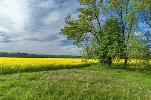 Panorama of flowering rapeseed against the bl photo
