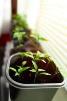 pepper seedlings in pots on the windowsill photo