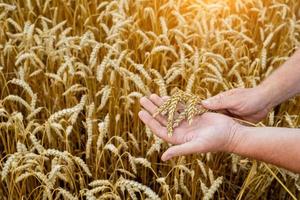 a farmer looks at the ripeness of wheat photo