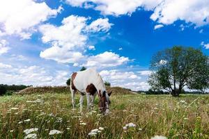 a horse grazes in a meadow against a blue sky