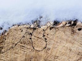 textura del árbol en la nieve foto