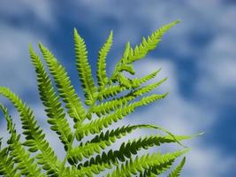 green fern on a background of blue sky photo