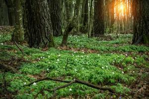 Glade in the forest with snowdrops at sunset photo