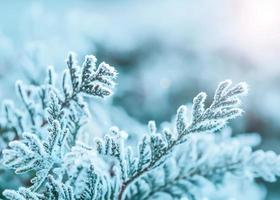 fir branches in frost. Winter background photo