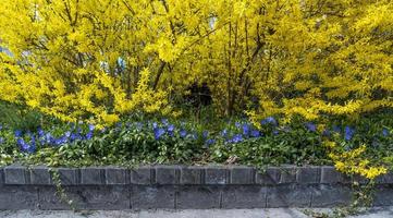 beautiful spring background with blooming flowers photo