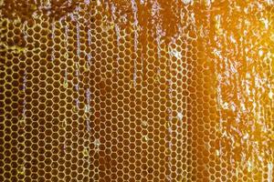 panal de abejas lleno de miel dorada foto