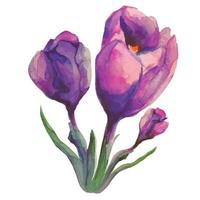 blooming crocus flower watercolor illustration, saffron, purple violet vector