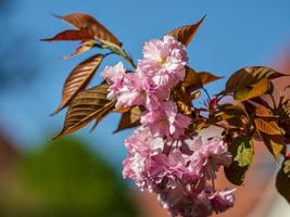 Beautiful cherry blossoms blooming with pink flowers photo