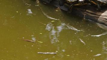 tartarugas animais em um lago verde video