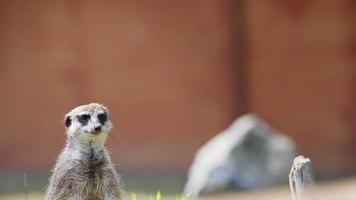animal meerkat na natureza