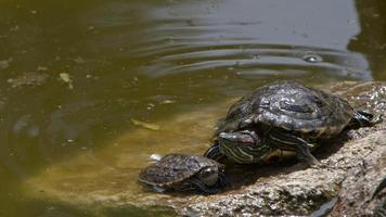 Tierschildkröten in einem grünen See video