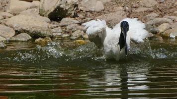 ibis de cabeça preta perto do lago video