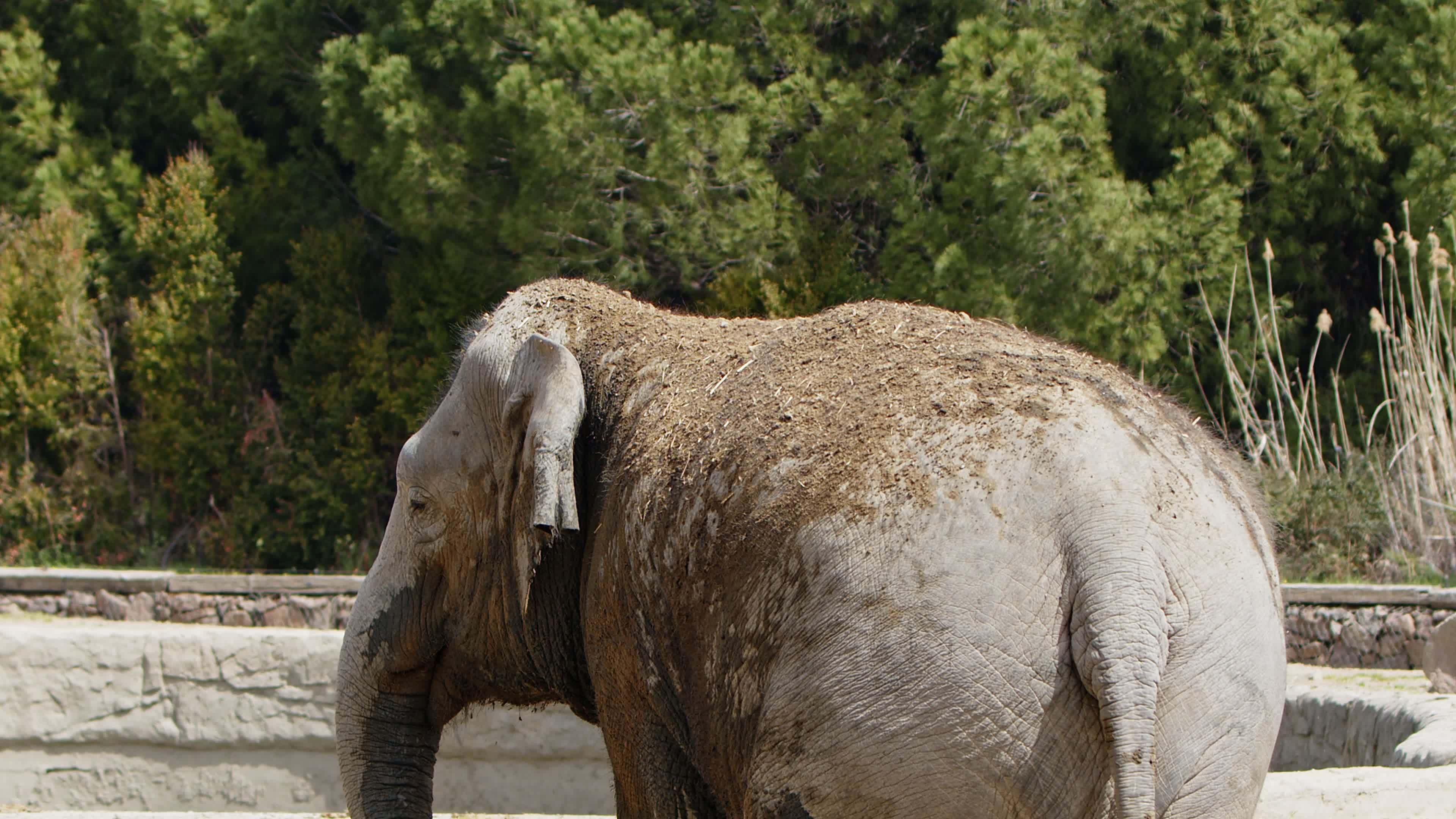 Mammal Animal Elephant in Nature 7485388 Stock Video at Vecteezy Mammal Animal Elephant in Nature 7485388 Stock Video at Vecteezy