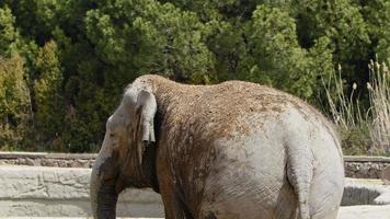 Mammal Animal Elephant in Nature