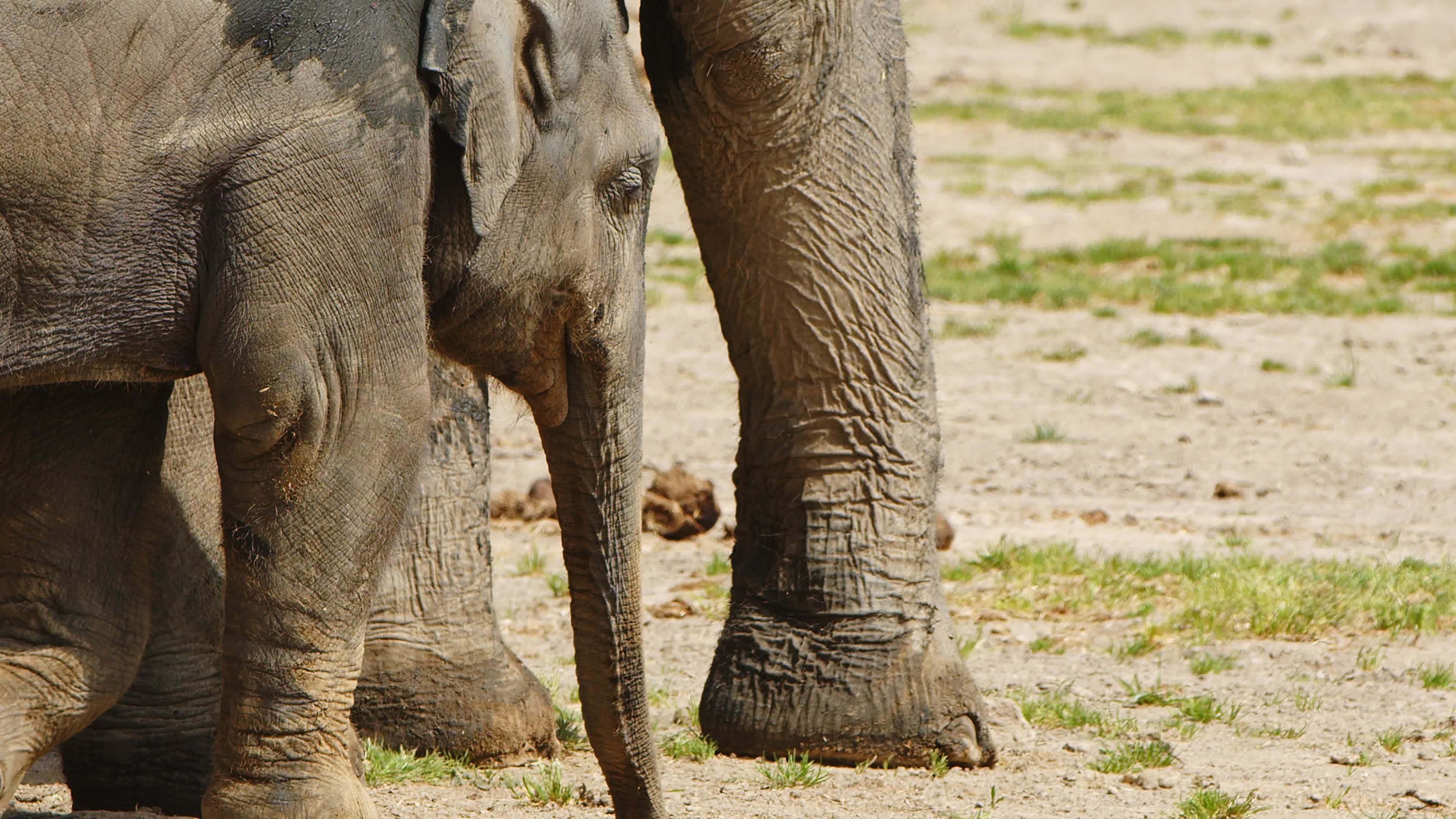 Mammal Animal Elephant in Nature 7485397 Stock Video at Vecteezy Mammal Animal Elephant in Nature 7485397 Stock Video at Vecteezy