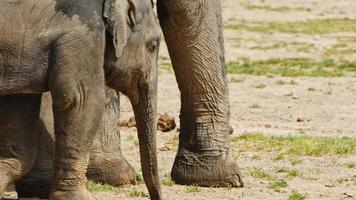 mamífero animal elefante en la naturaleza video