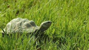 tortue animale sur une herbe video