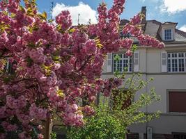 hermosas flores de cerezo que florecen con flores rosas foto