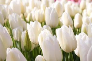 Close up of white tulips in the garden photo