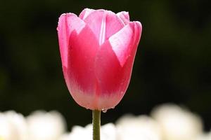 tiro macro de tulipán rosa en el jardín en el fondo negro foto