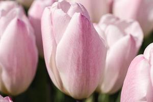 Pink tulips in the garden, close up photo