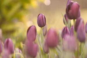 Spring purple tulip flowers in the garden sunrise
