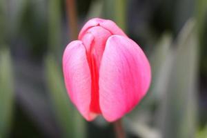 Pink tulip in the garden, macro photo