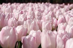 Pink tulips in the garden, close up photo