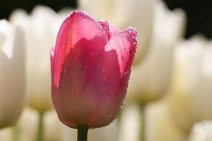 tiro macro de tulipán con gotas de agua sobre fondo blanco foto