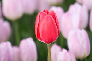Pink tulips in the garden photo