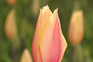 Close up of orange tulip photo