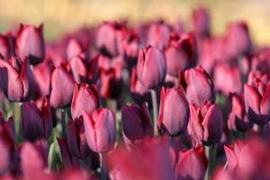 cerca de tulipanes de color burdeos foto