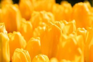 Macro of yellow tulips photo