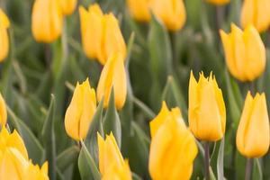 Field of yellow tulips photo