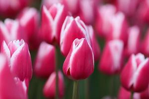 View of the pink striped tulips in the garden photo