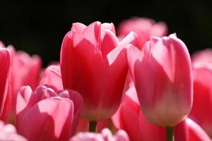 Pink tulips in the garden on the black background photo